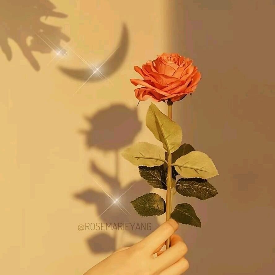 梅🌹🌹🌹
