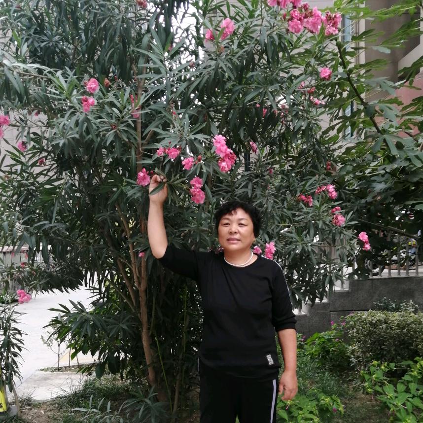 秀芹1664