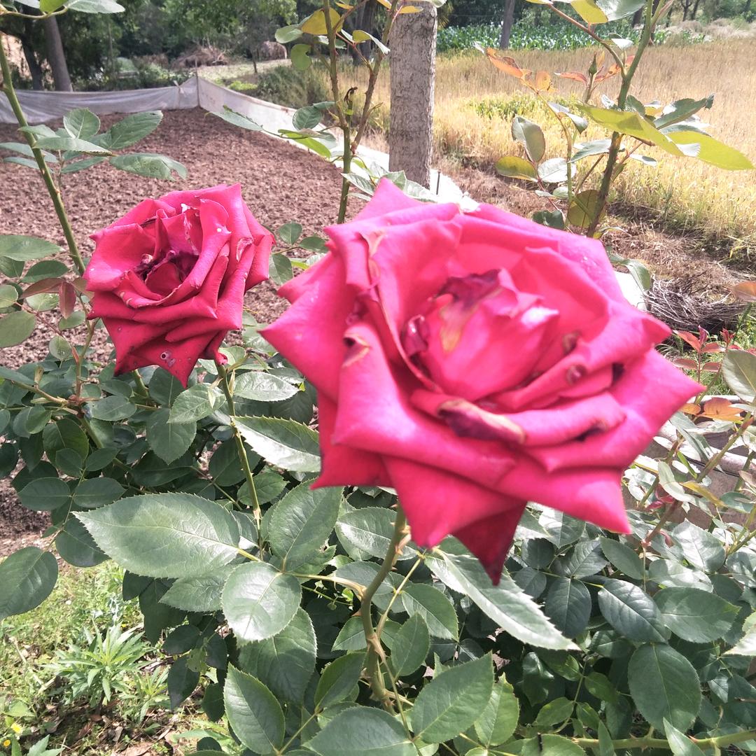 玉芹