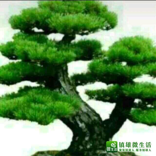 无为老夫