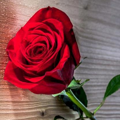 执着🌹🌹