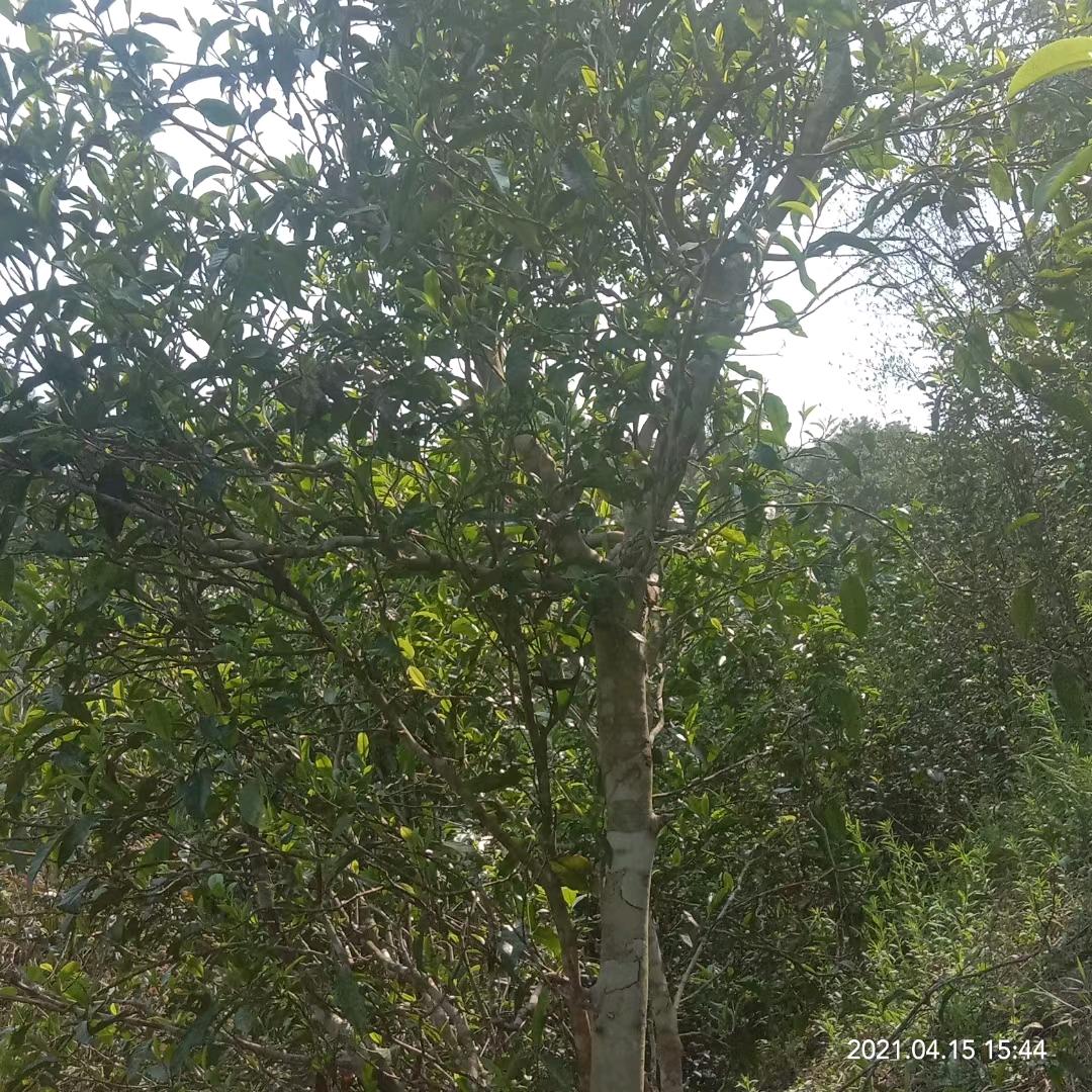 《天狼星娘娘》