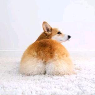 龙馍馍