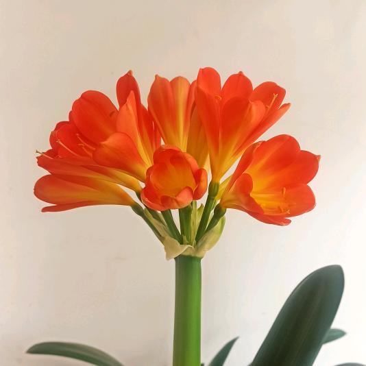 🌺赏心悦目🌺