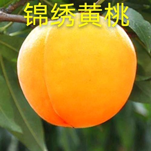 广元虎跳锦绣黄桃