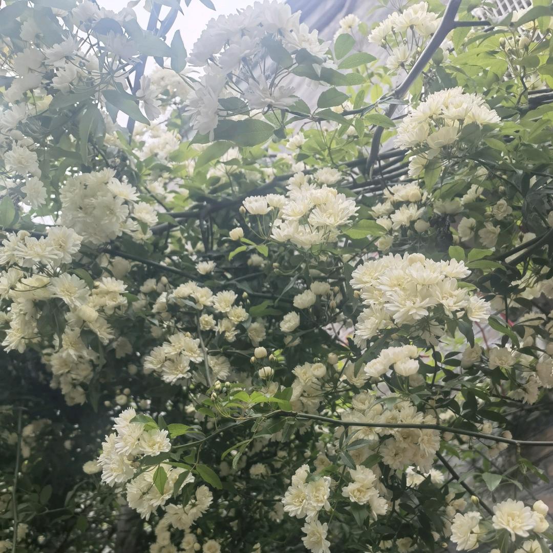 迷糊