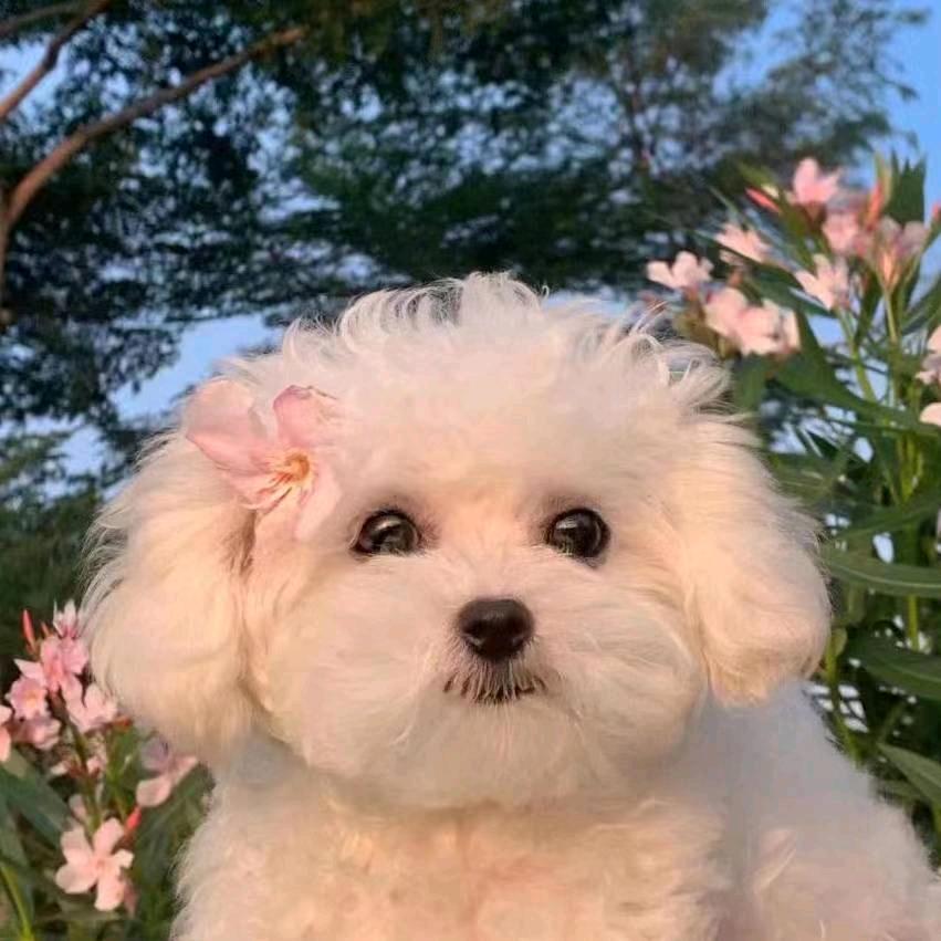 杰桑(三角洲行动)