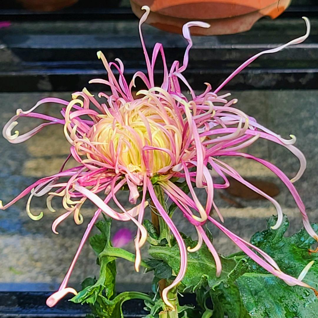 红豆