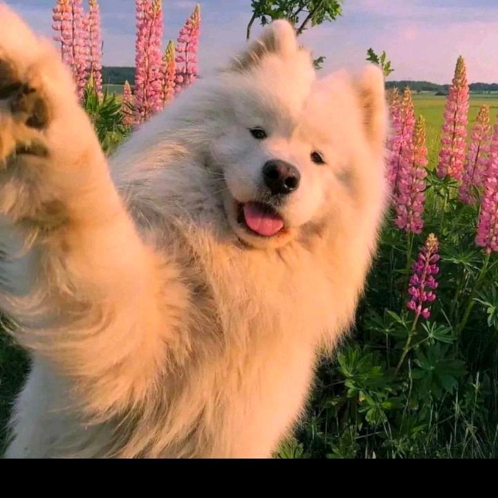 星花盛开的东音