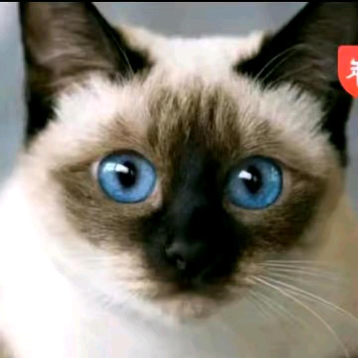 ⚡️咖啡猫☀️