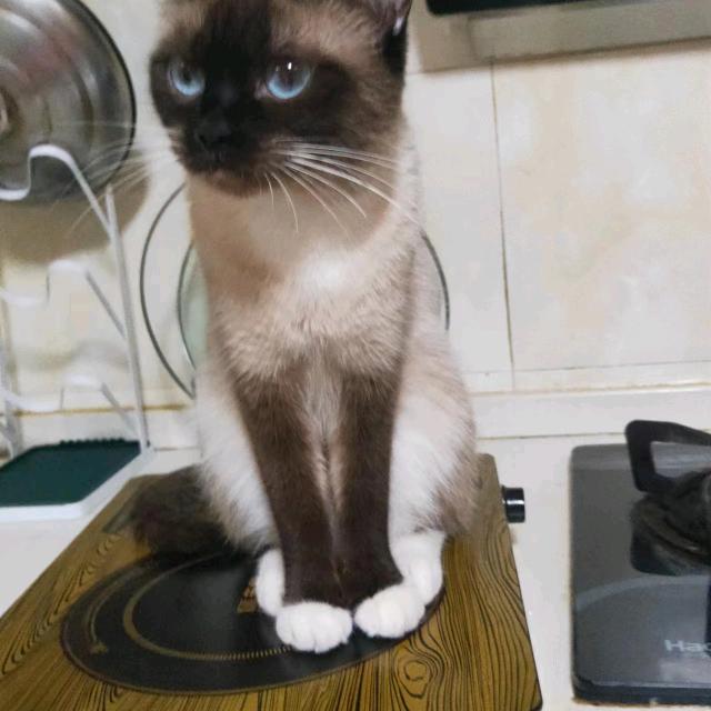 战士之心