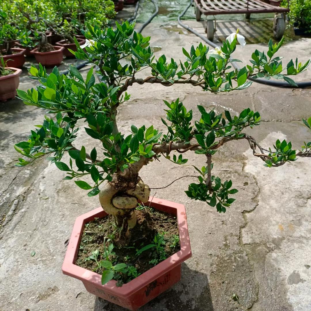 进宝盆景园艺