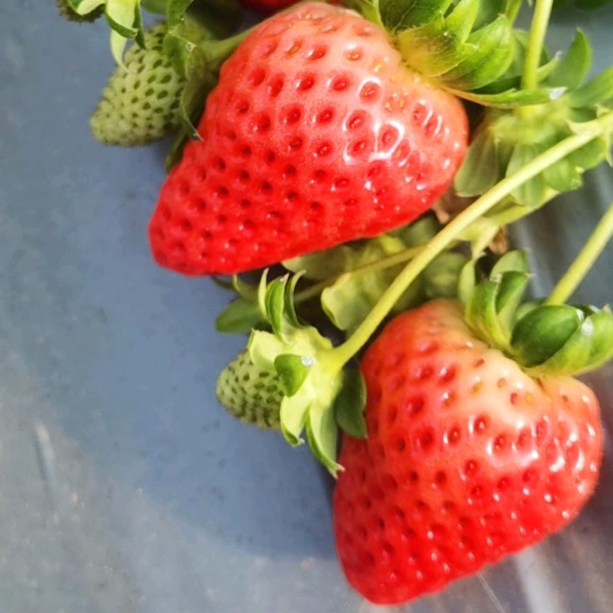 张完乡杨庄草莓采摘园