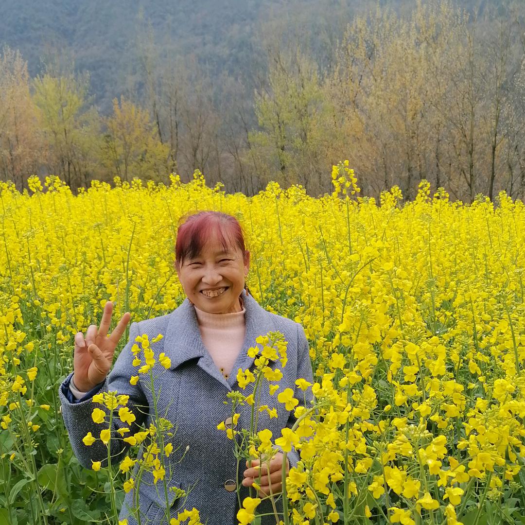 九月菊花