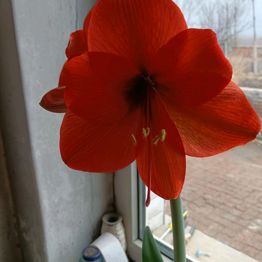 陶玉梅