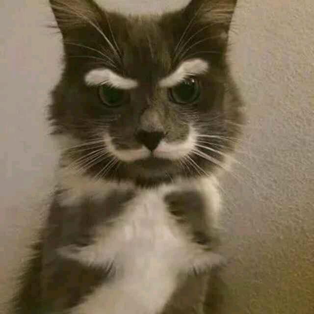 猫猫猫25618头像