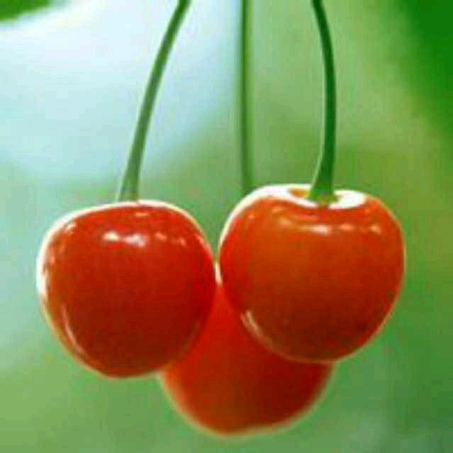 樱桃