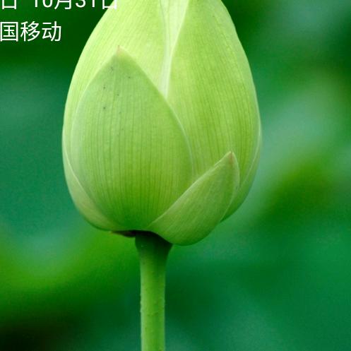春姐