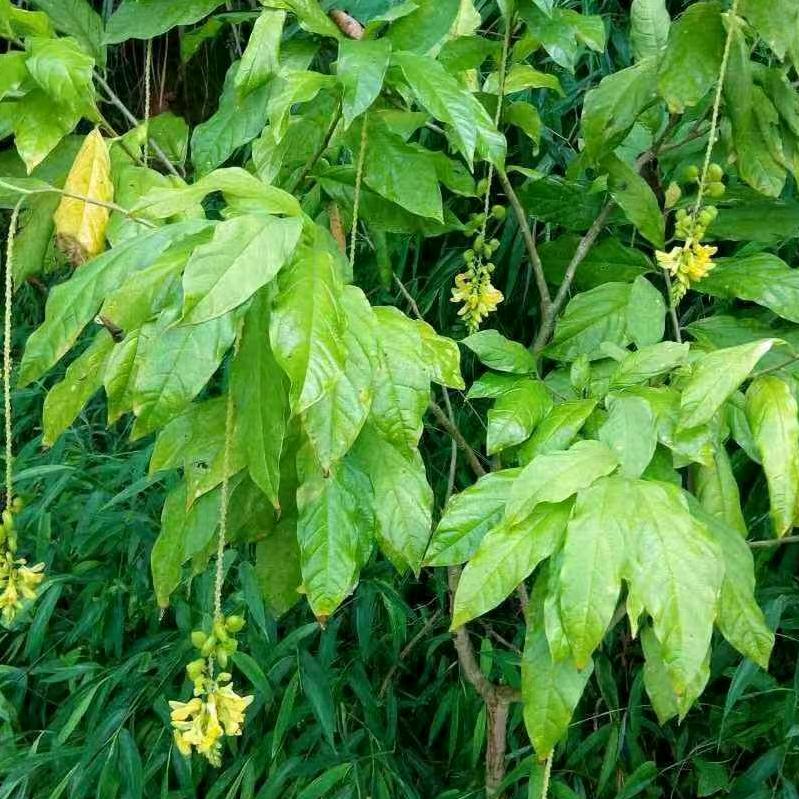 植成灯