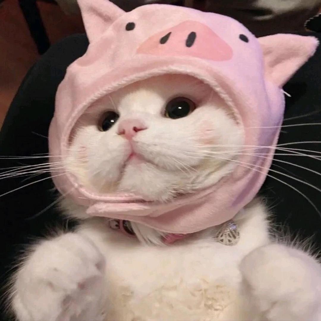 芒果儿