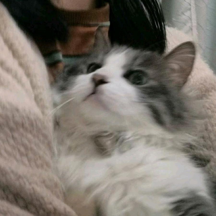 喝可乐的猫🐱ꕥ᭄.ꦿ