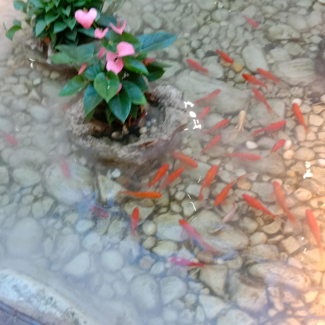 花花草草