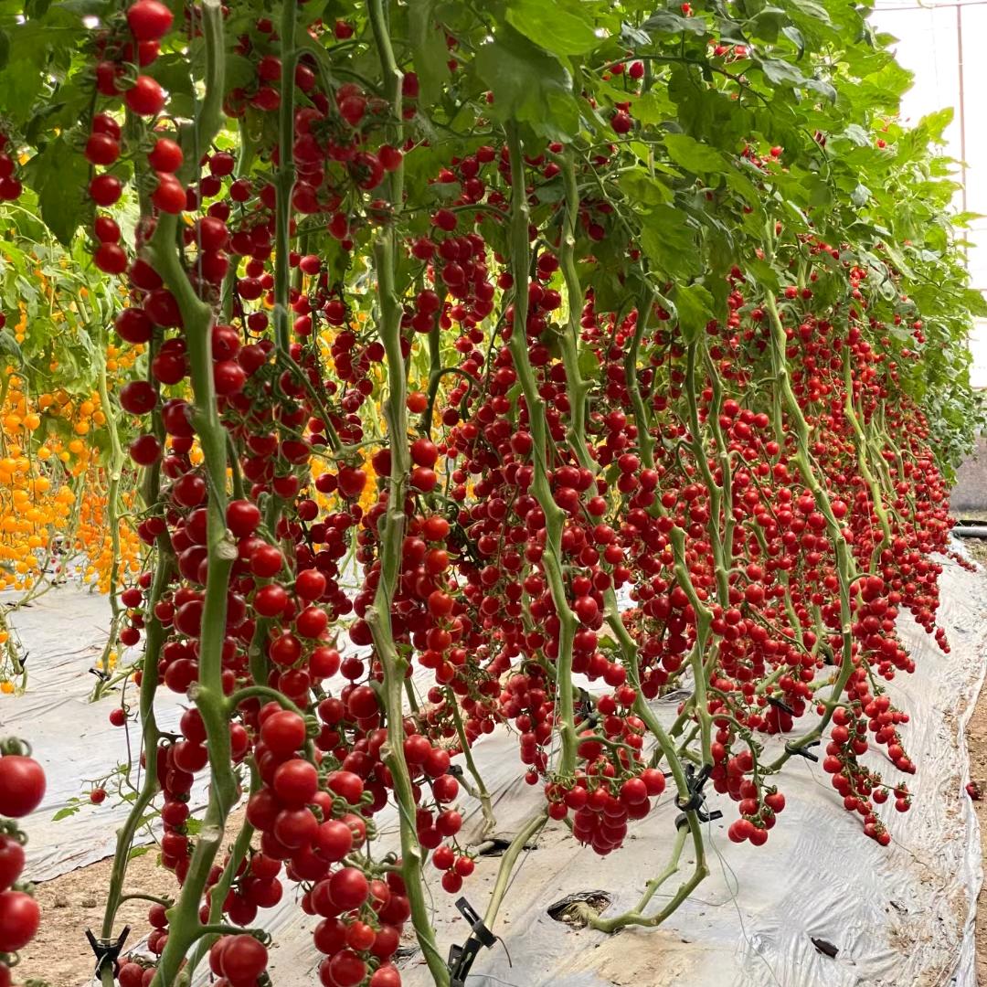 寿光蔬菜种植技术