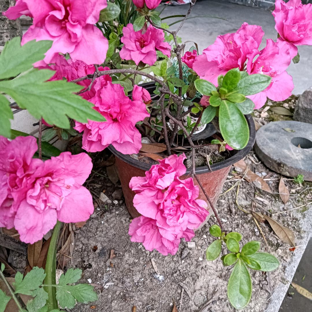 兰花花