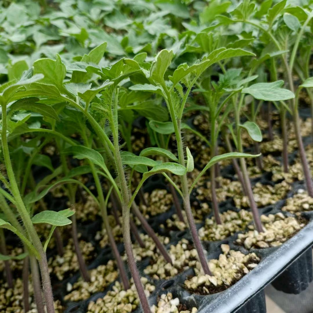 晨宏寿光市晨宏种业有限公司鲜花专卖店
