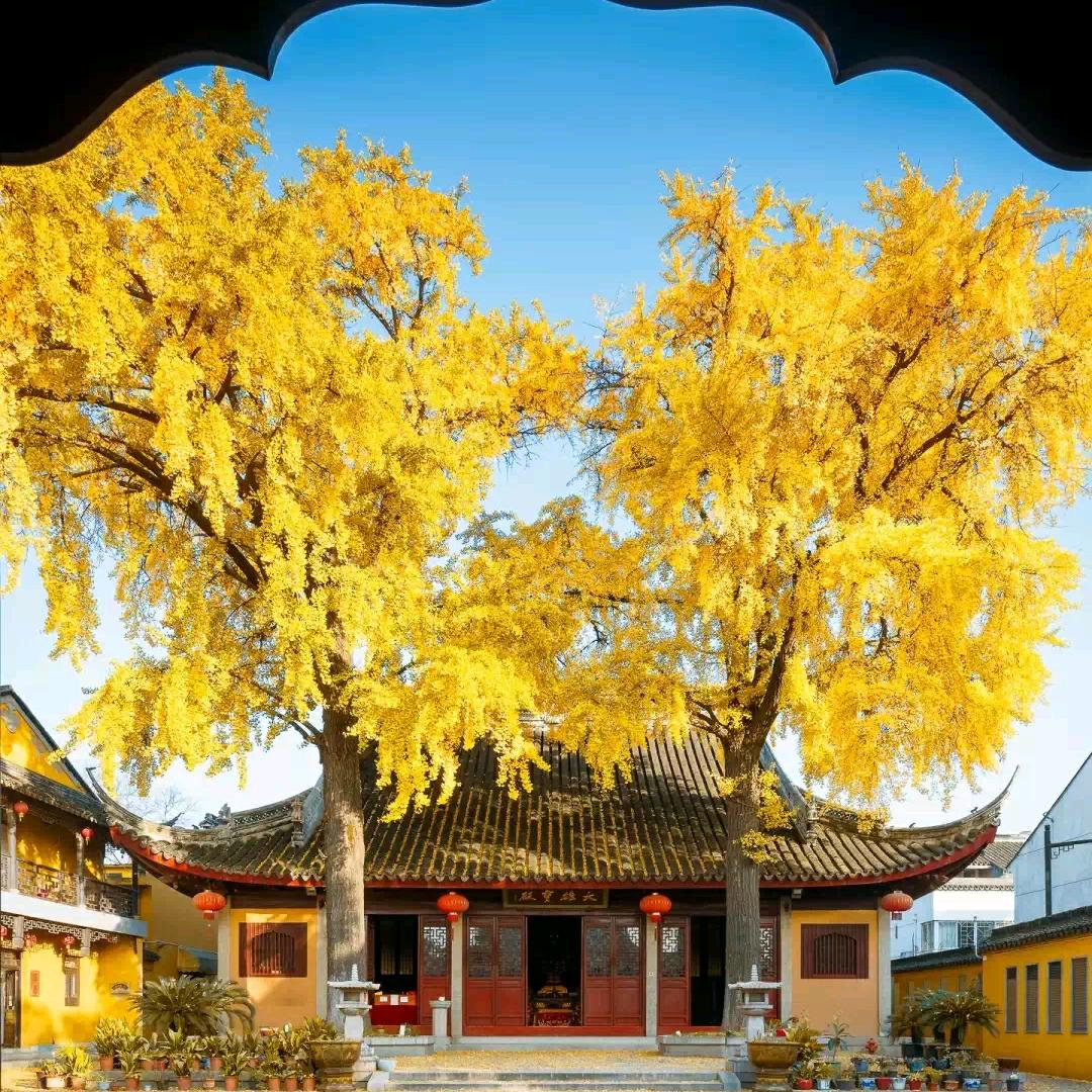 家有乐宝