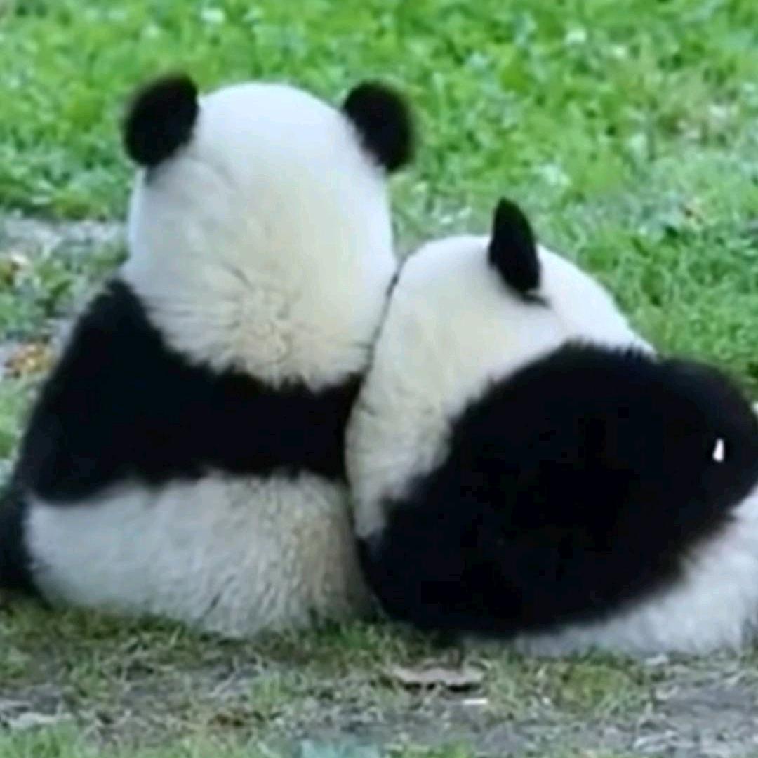 大壮