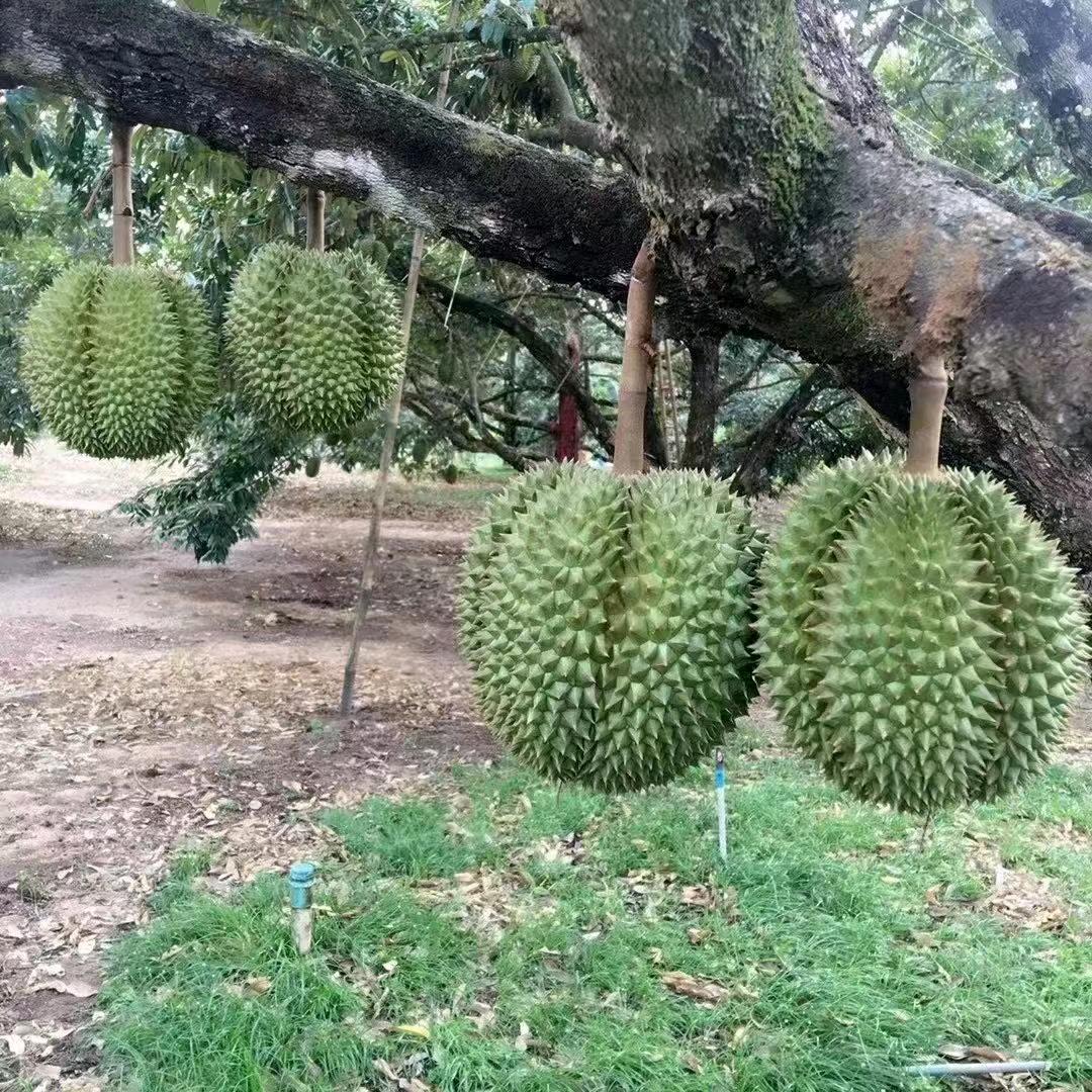 刚子