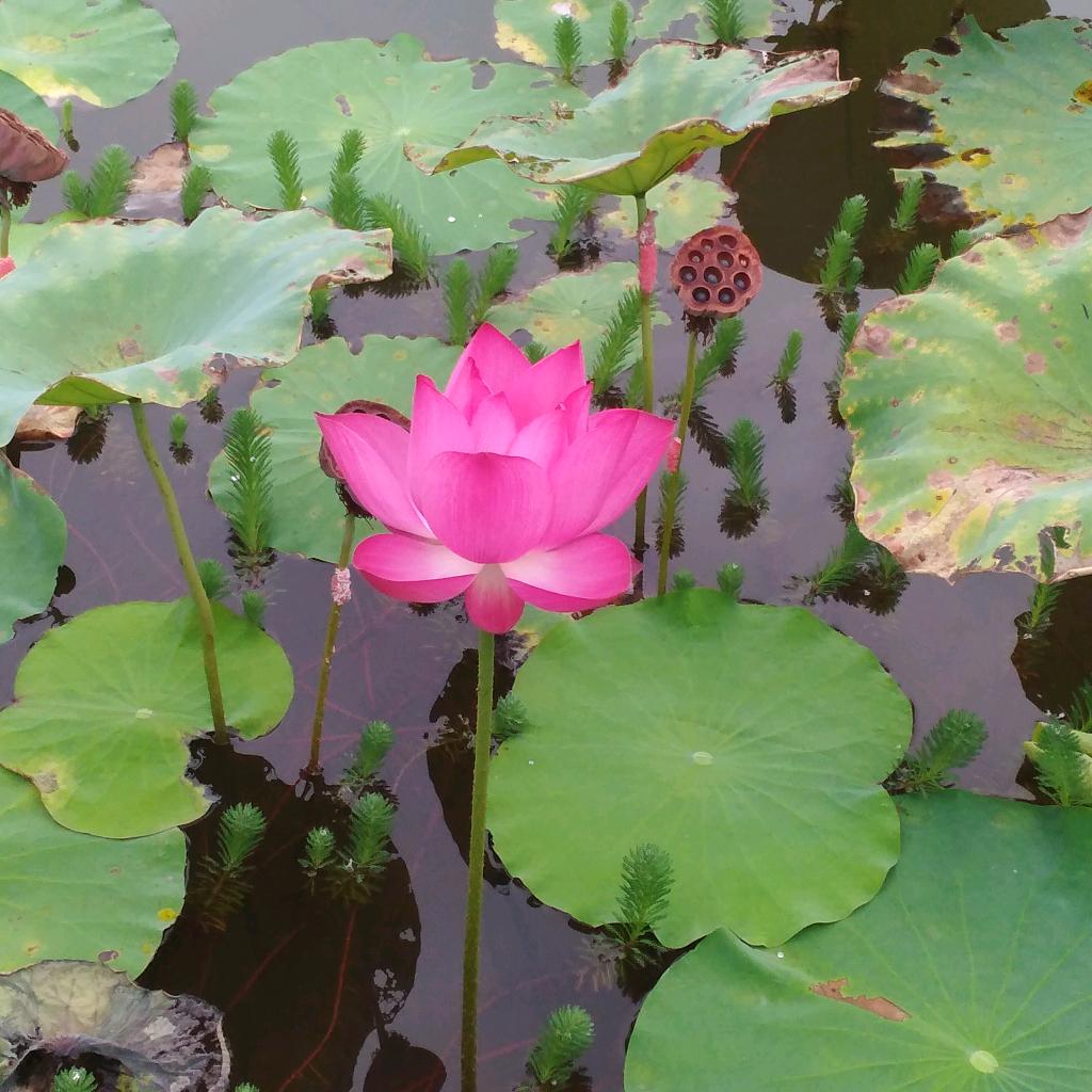 睿源