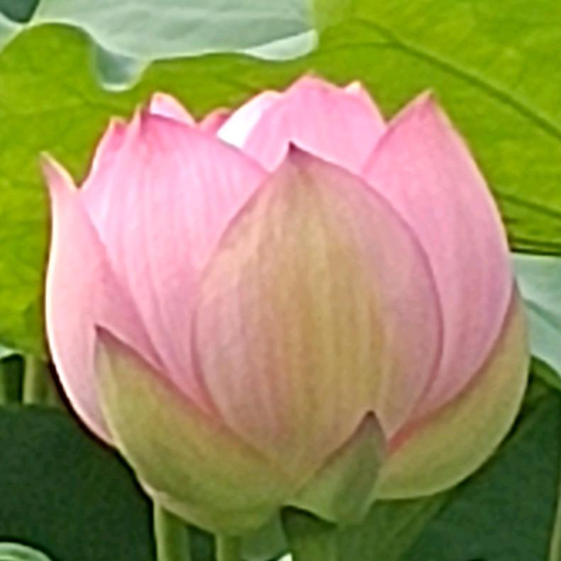 浪漫蝴蝶密