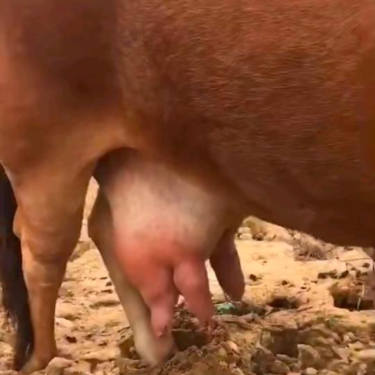 广西北海合浦白沙镇《刘二哥》