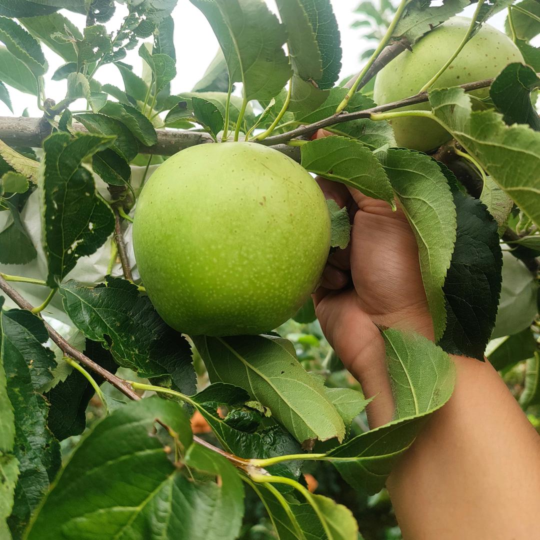 不会种地的小农民