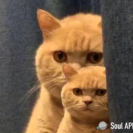 毛杏仁(喵星人）