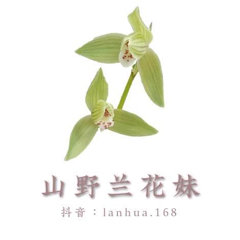 山野兰花妹