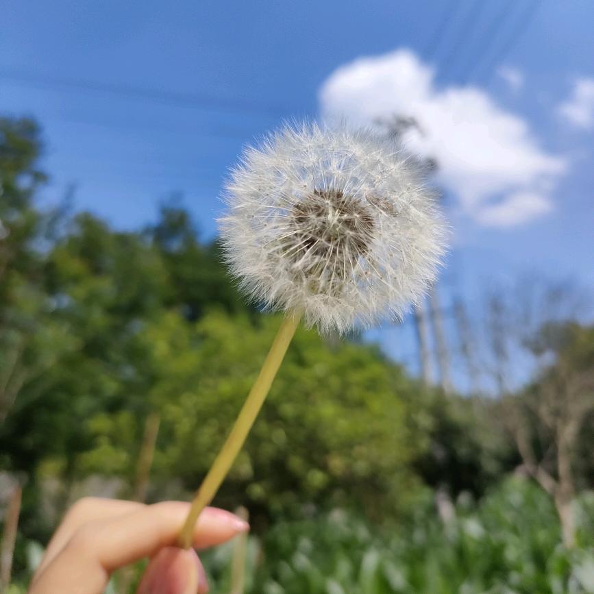 蒲公英和风
