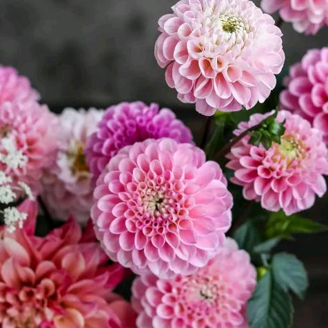 收购母猪肥猪。杨大妹