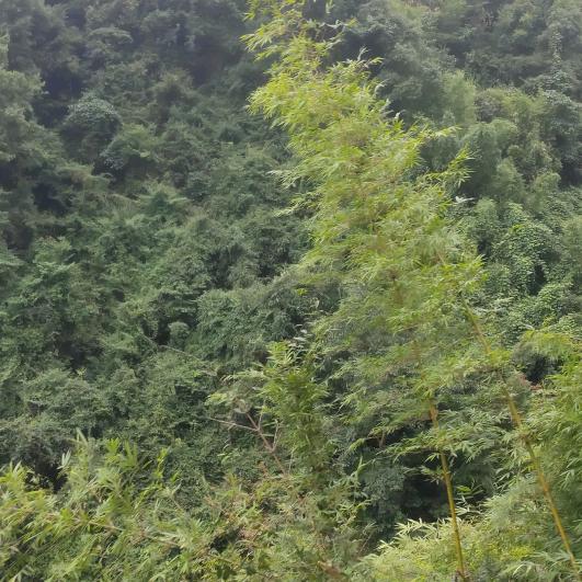 中