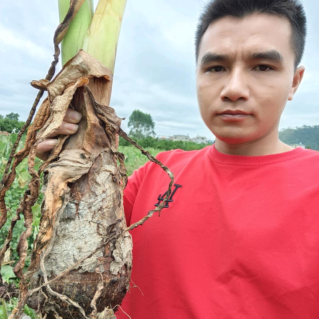 荔浦芋头新鲜优选