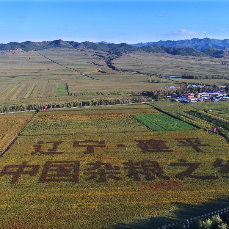 朝阳朱碌科杂粮