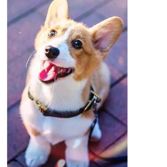 春祺夏安 秋绥冬禧