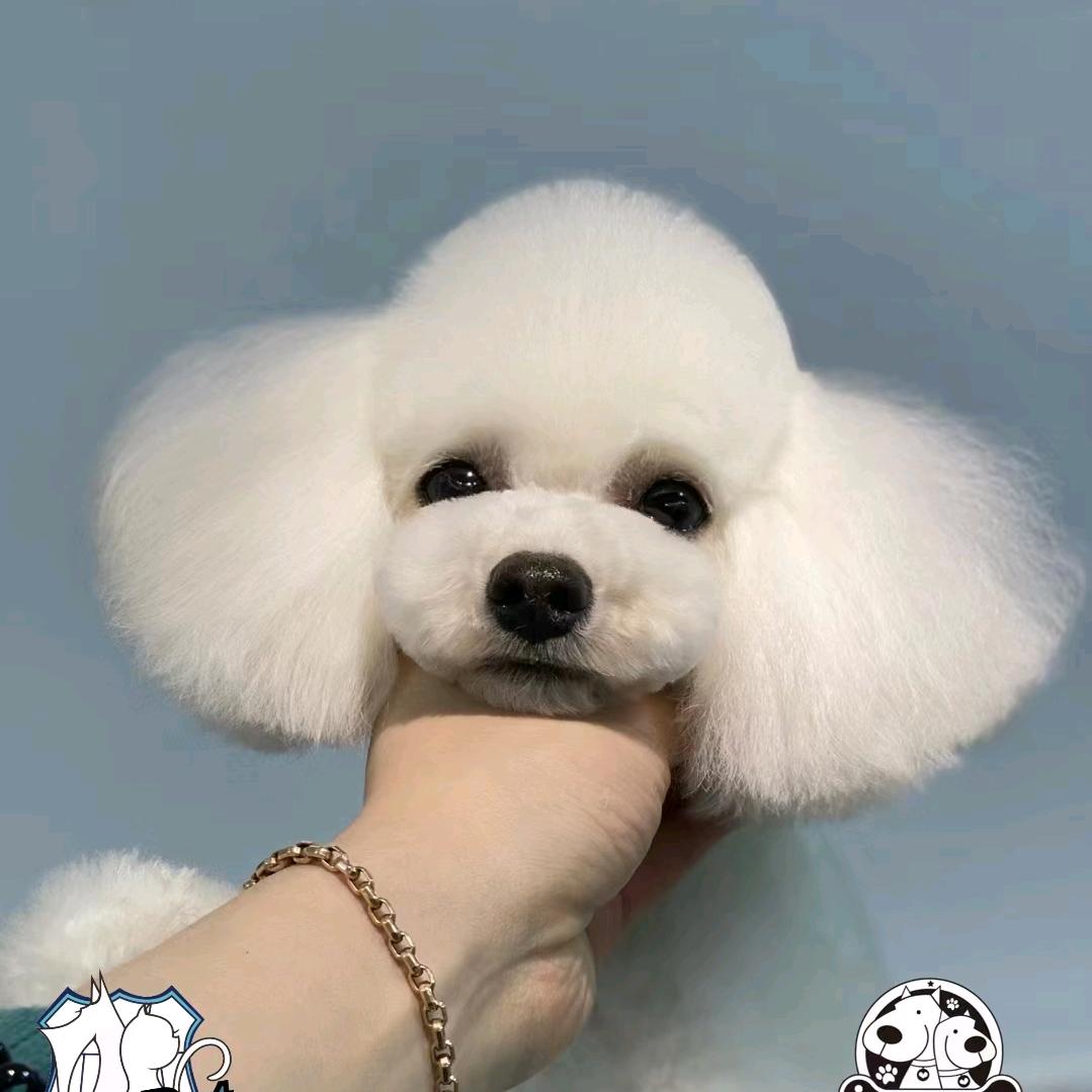 太原嘉沃宠美培训（王老师）