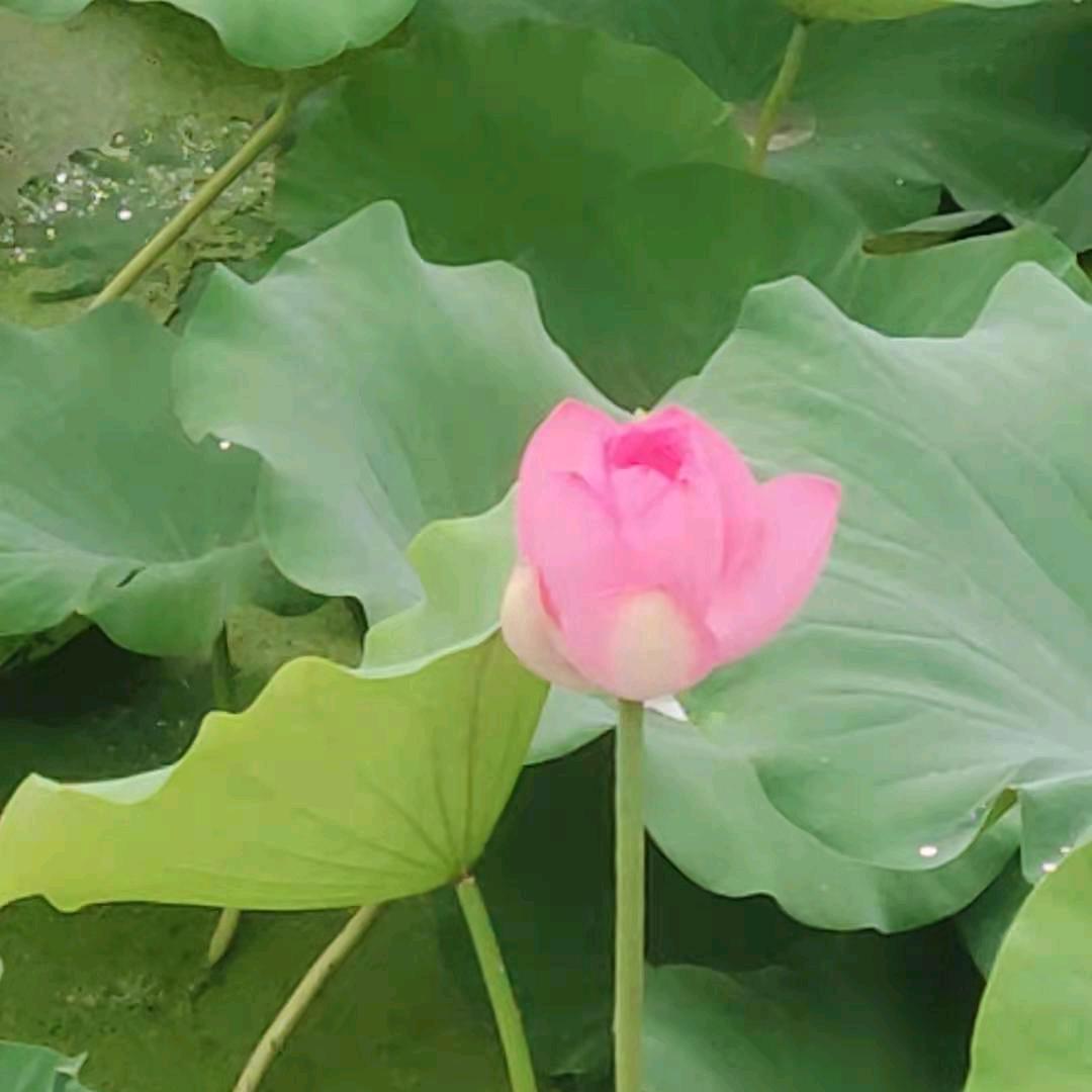 水晶球