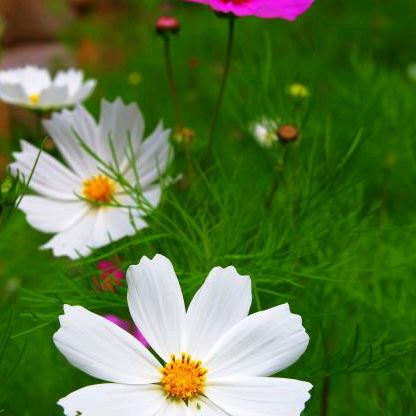 芳