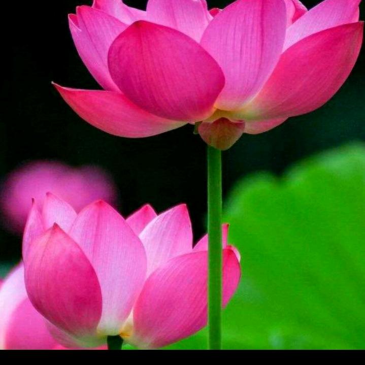 莲花见