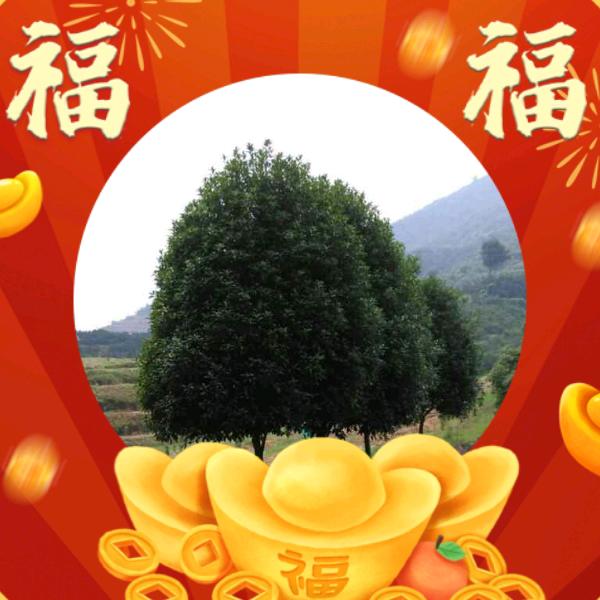 吉祥888888
