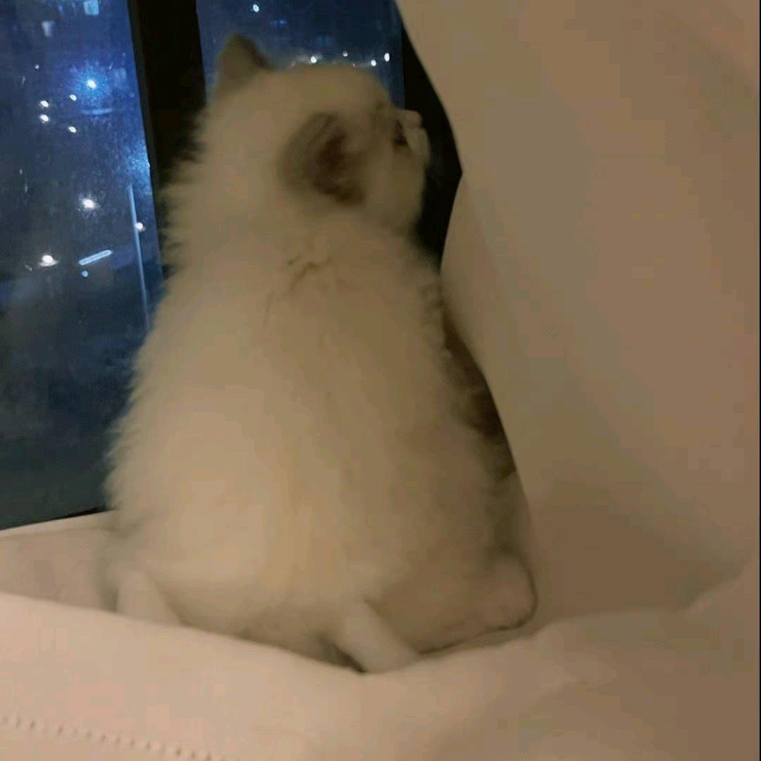 墨鱼丸子